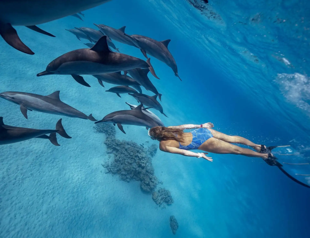 dolphin